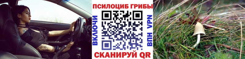Галлюциногенные грибы Psilocybe  Купить закладки  Белая Холуница 